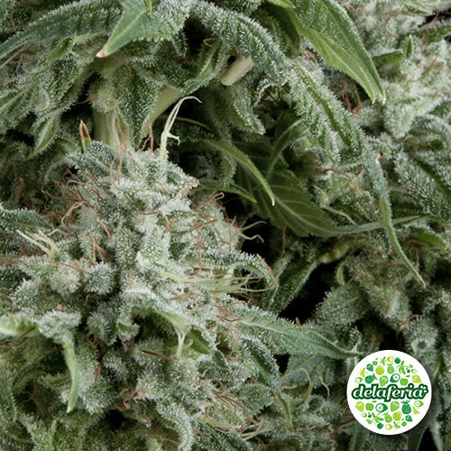 Auto Northern Lights