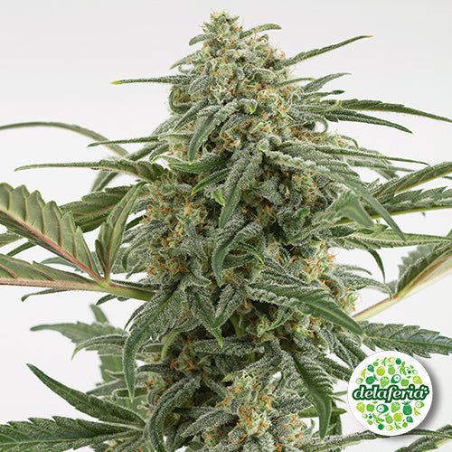 Semilla Critical Mas 2.0 Auto