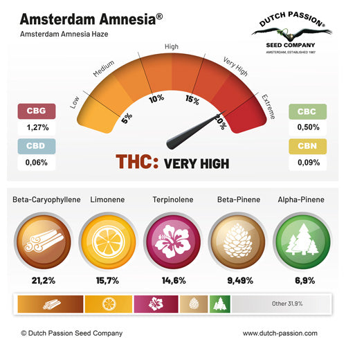 Amsterdam Amnesia