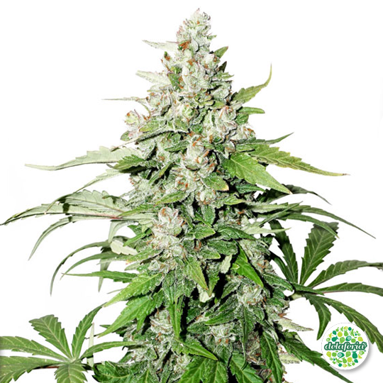 Auto Cinderella Jack