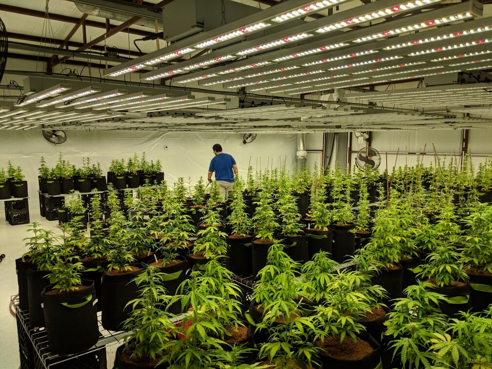 Led Profesional de Cultivo Gorila