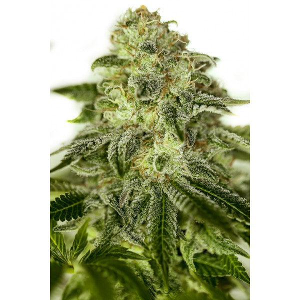 Glory OG