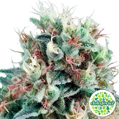 Royal Creamatic Auto