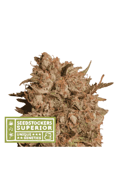 Apollo Black Cherry Auto