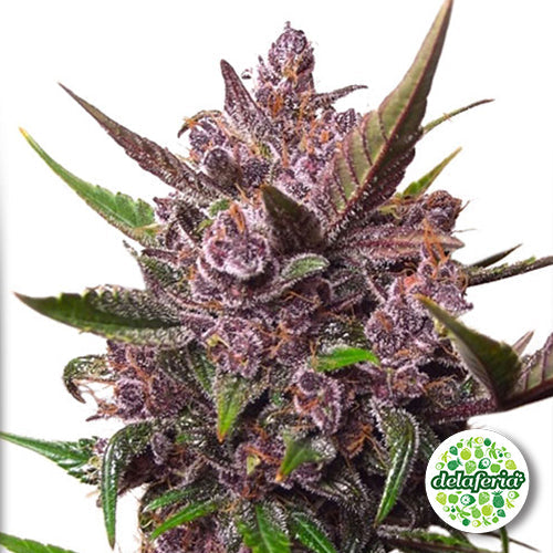 Auto Blackberry Kush