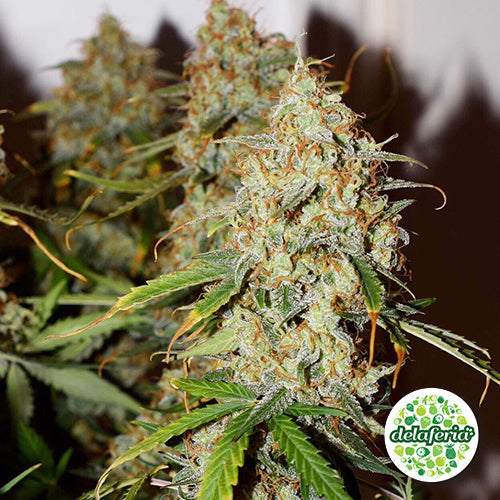 Auto Brooklyn Sunrise