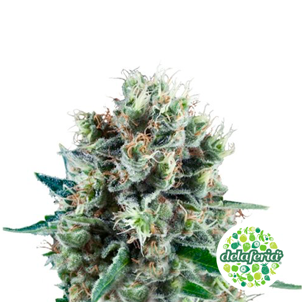 Bubble Kush Auto