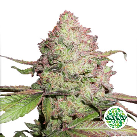CBD Auto Charlotte´s Angel