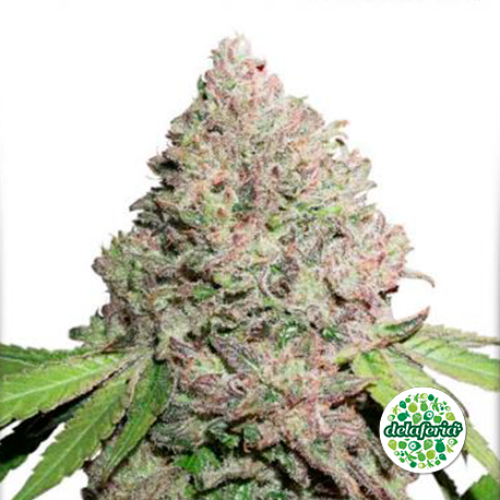 CBD Charlotte’s Angel