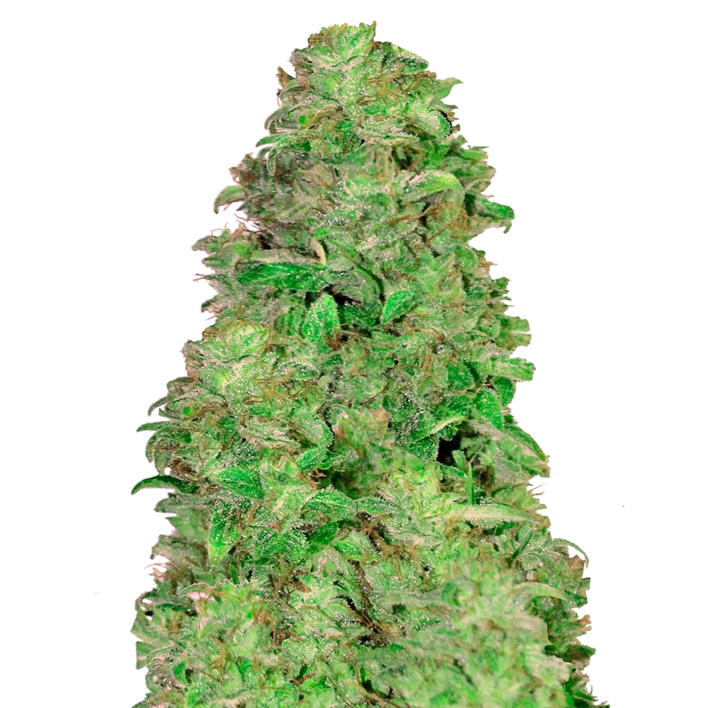 CBD 20:1 Auto
