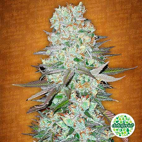 G14 Auto