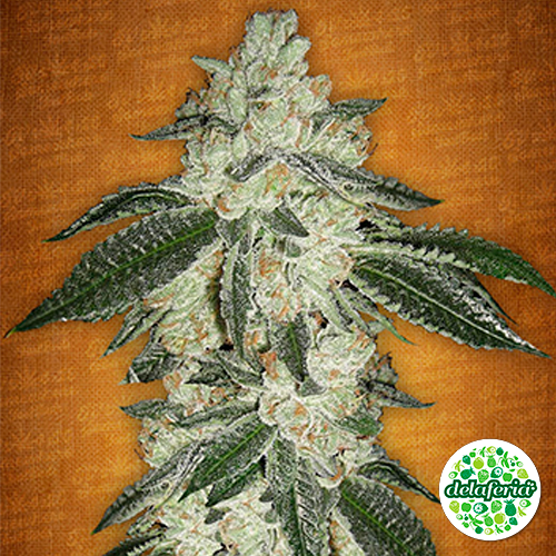Green Crack