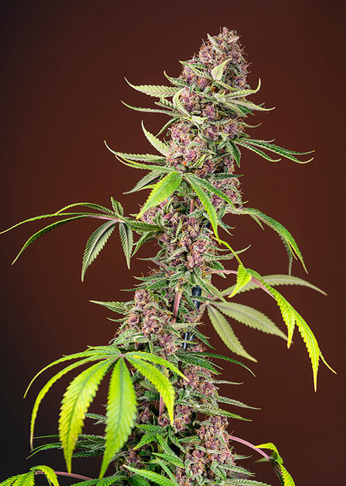 Red Mandarine F1 Fast Version 3+1