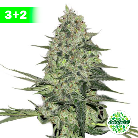 Rhino Ryder Auto 3+2