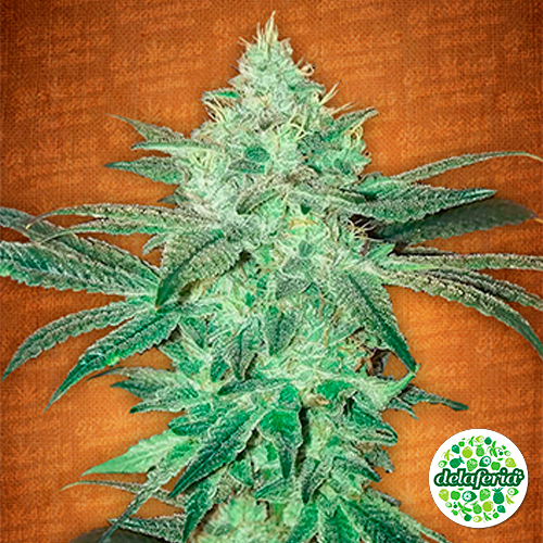 Stardawg