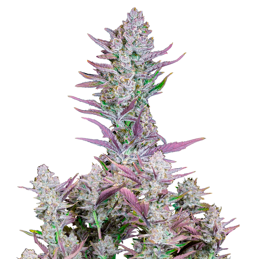 Wedding Glue Auto