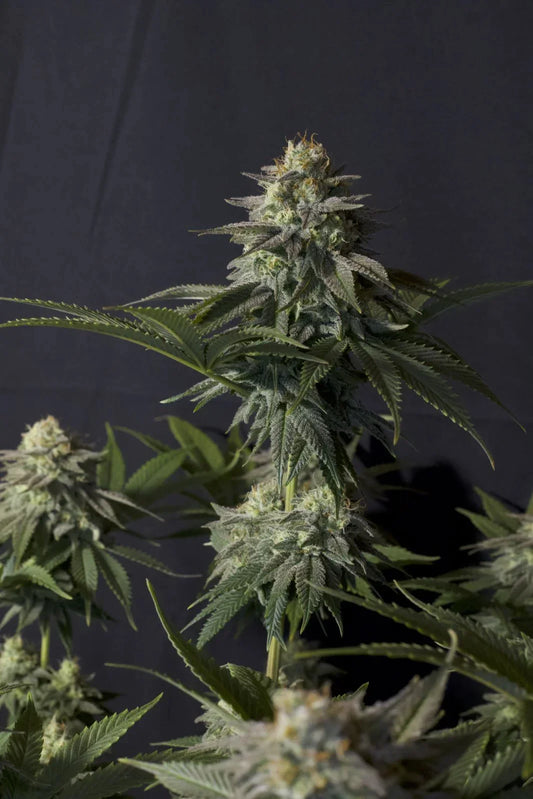 Orange Sherbet Fast Flowering
