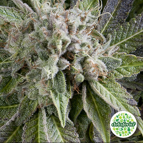 Auto Blue Pyramid