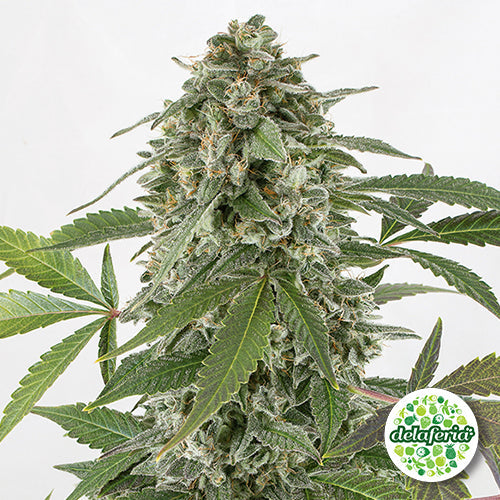 White Widow Auto