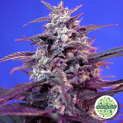 Auto Bloody Skunk