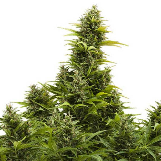 Medikit Auto