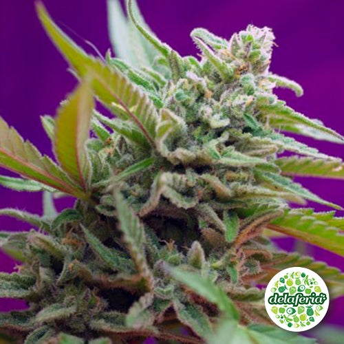 Auto Black Jack