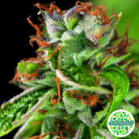 Double OG Haze
