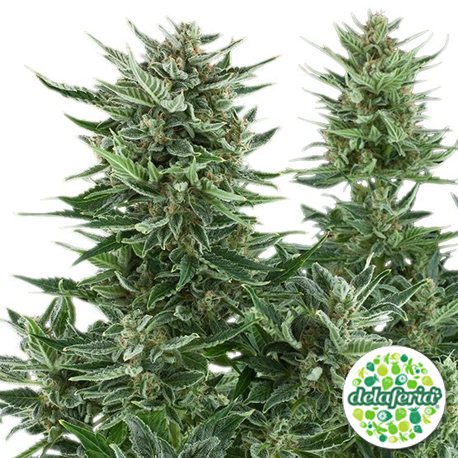 Easy Bud Auto