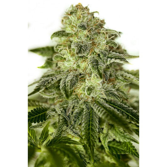 Glory OG
