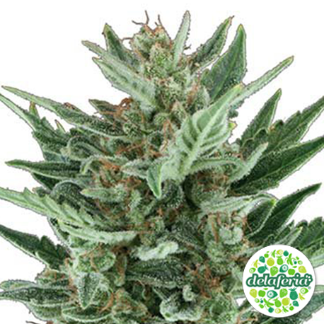 Royal Cheese Auto
