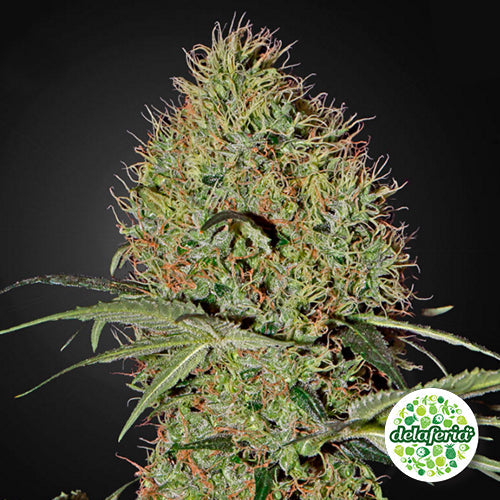 Super Bud Auto