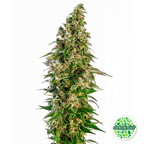 Afghani #1 Auto