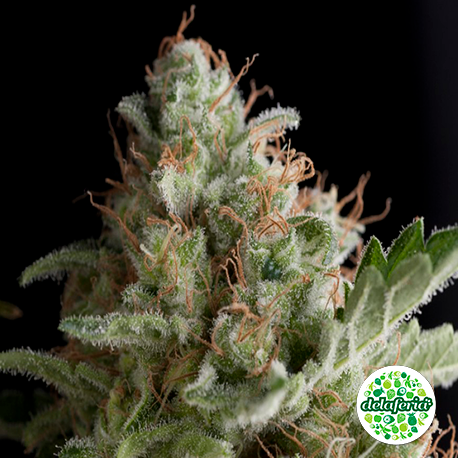 Auto American Pie