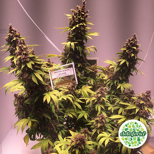 Auto Blackberry Kush