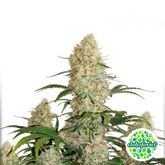 Critical Orange Punch
