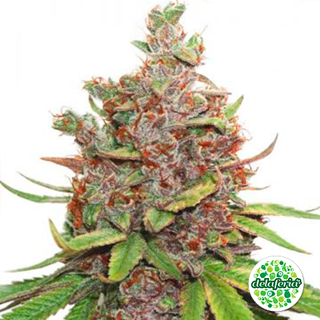 Auto Glueberry O.G.
