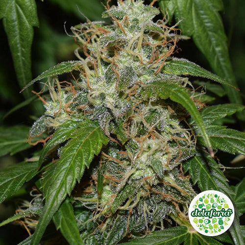 Auto Daiquiri Lime