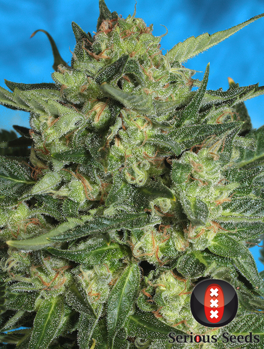 White Russian