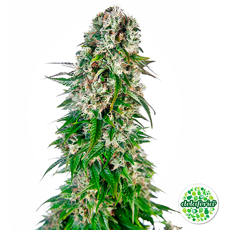 Big Bud Auto