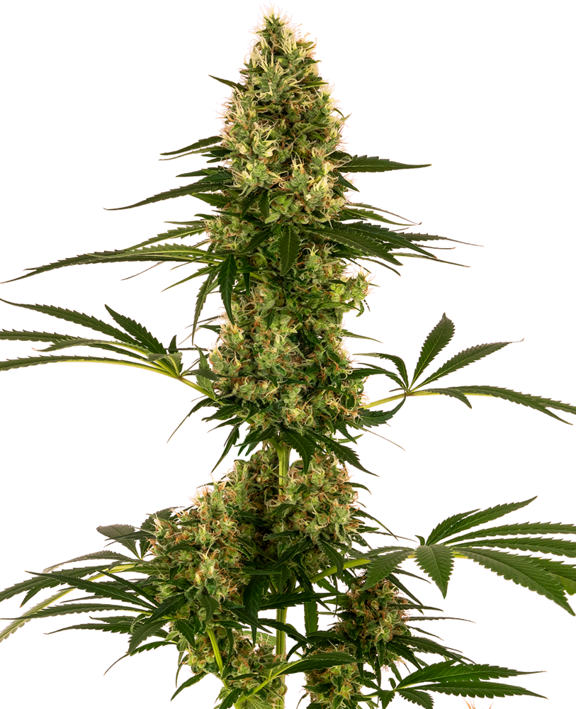 Blue Bullet Auto