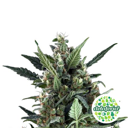Blue Cheese Auto