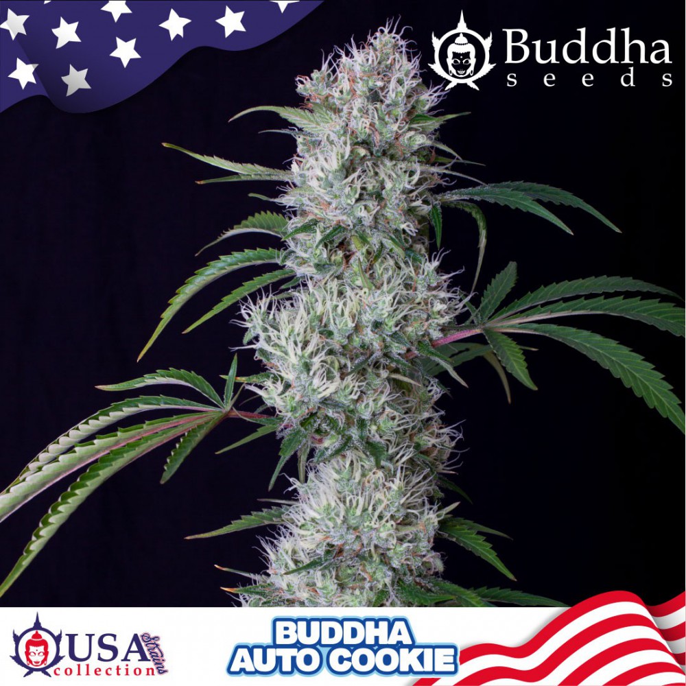 Buddha Auto Cookies