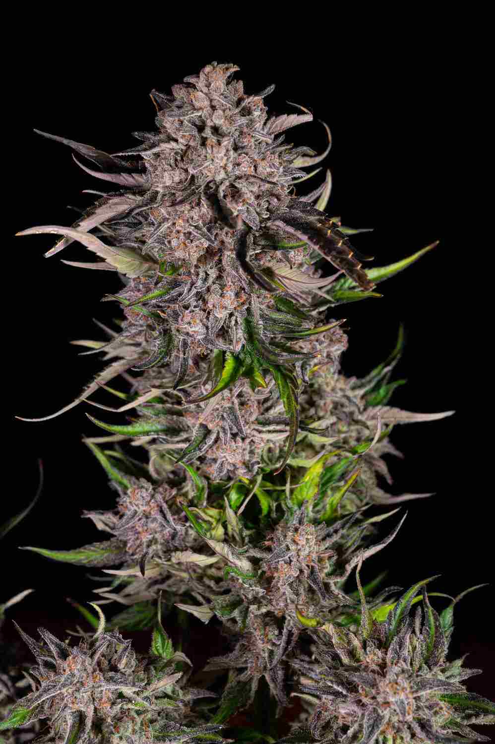 Mack & Crack Auto