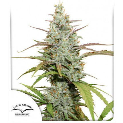 Mokum’s Tulip®
