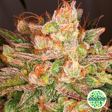 Auto Night Queen