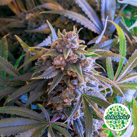Pineapple Larry Og