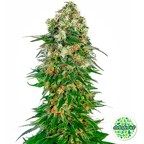 Shiva Skunk Auto