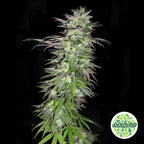 Snow Bud