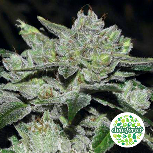 Sour Glue