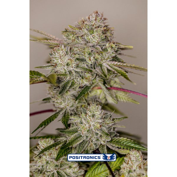 Sticky Dream
